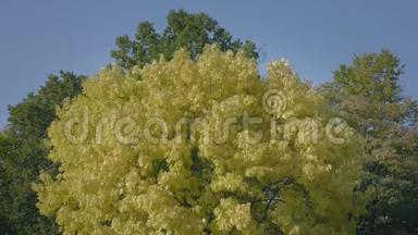 黄绿落叶乔木，树冠巨大。秋叶随风飘动。